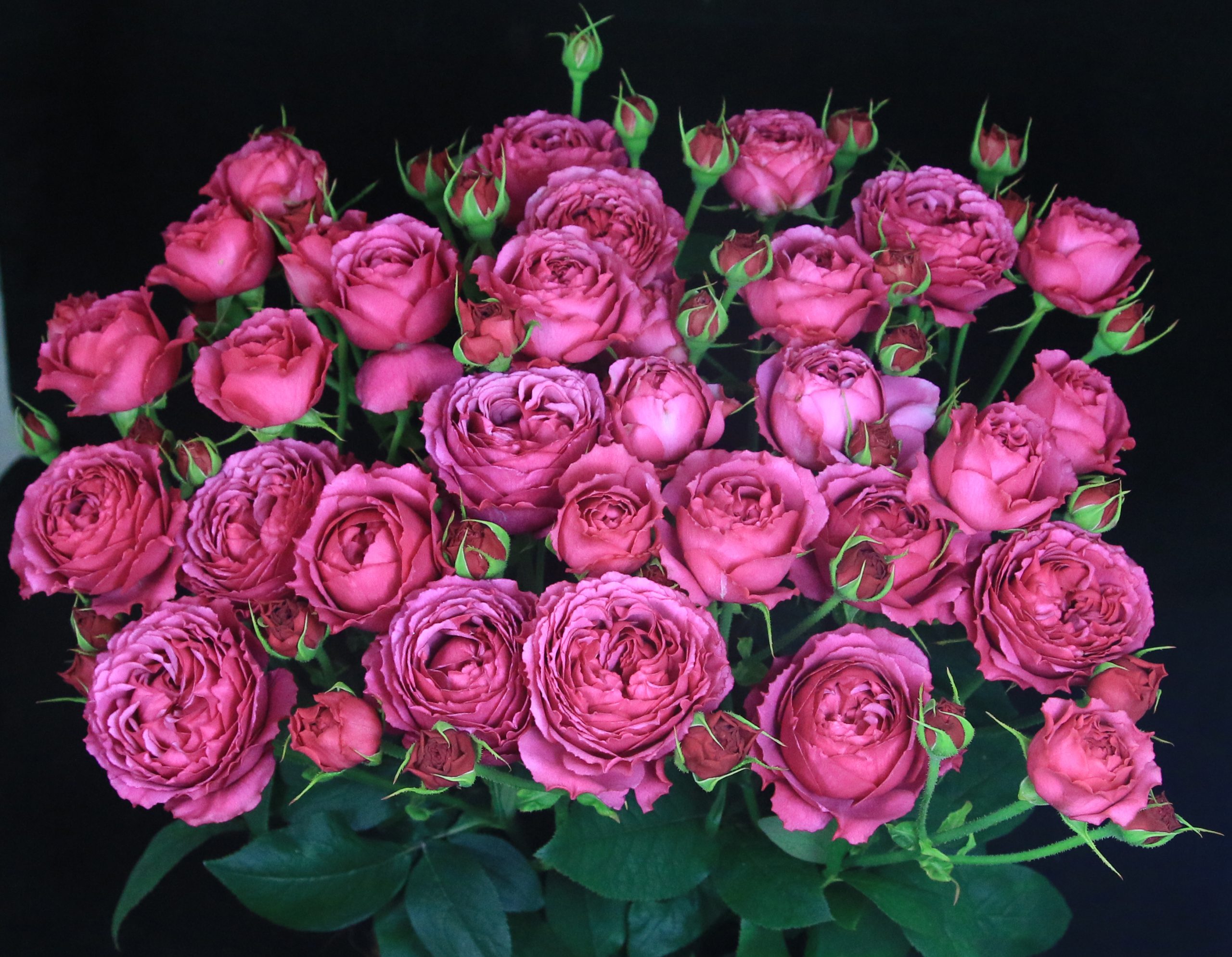 Роза кустовая рич баблс купить водоросли для цветов
